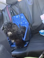 Yeezy, a male Shihpoo and Poodle - Toy  for sale in Greenville, SC – 6 of 7