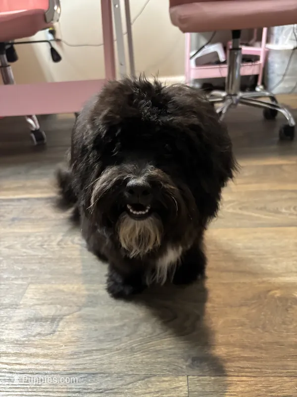 Yeezy – Shihpoo, Poodle - Toy  puppy for sale in Greenville, SC