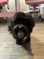Yeezy, a male Shihpoo and Poodle - Toy  for sale in Greenville, SC – 1 of 7