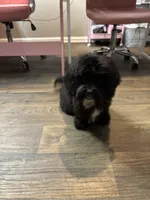Yeezy, a male Shihpoo and Poodle - Toy  for sale in Greenville, SC – 4 of 7