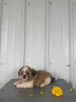 Saber, a male Shih Tzu for sale in Shipshewana, IN – 4 of 7
