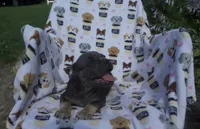 Aidan, a male French Bulldog for sale in Shipshewana, IN – 2 of 6
