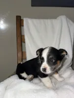 Lily, a female American Eskimo and Australian Shepherd for sale in Shipshewana, IN – Photo 3 of 4