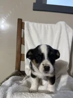 Lily, a female American Eskimo and Australian Shepherd for sale in Shipshewana, IN – Photo 2 of 4