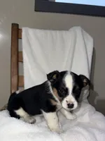 Lily, a female American Eskimo and Australian Shepherd for sale in Shipshewana, IN – Photo 4 of 4