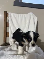 Lily, a female American Eskimo and Australian Shepherd for sale in Shipshewana, IN – Photo 1 of 4