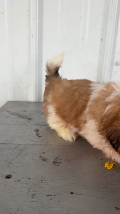 Saber, a male Shih Tzu for sale in Shipshewana, IN – 7 of 7