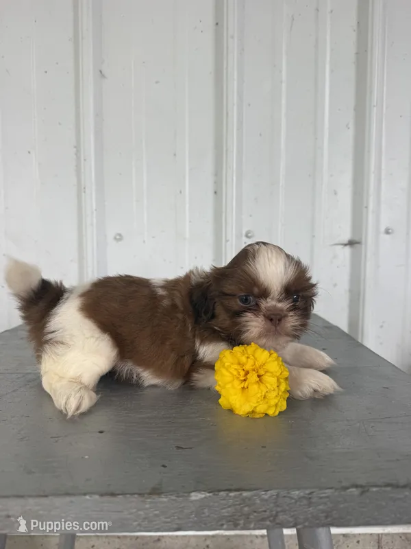 Samantha – Shih Tzu puppy for sale in Shipshewana, IN