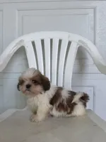 Travis, a male Shih Tzu for sale in Shipshewana, IN – 5 of 5
