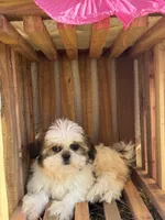 Skie, a female Shih Tzu for sale in Shipshewana, IN – 3 of 5