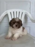 Haven , a male Shih Tzu for sale in Shipshewana, IN – 3 of 6