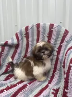 Gracie , a female Shih Tzu for sale in Shipshewana, IN – 3 of 6