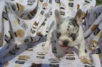 Lola, a female French Bulldog for sale in Shipshewana, IN – 2 of 4