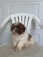 Haven , a male Shih Tzu for sale in Shipshewana, IN – 4 of 6