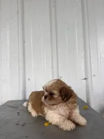 Saber, a male Shih Tzu for sale in Shipshewana, IN – 2 of 7