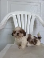 Travis, a male Shih Tzu for sale in Shipshewana, IN – 4 of 5