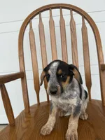 Jody, a female Australian Cattle Dog and Beagle for sale in Shipshewana, IN – 6 of 6