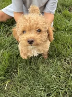 Bella, a female Poodle - Toy  for sale in Shipshewana, IN – 3 of 7