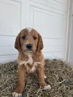 Ollie, a male Goldendoodle and Poodle - Standard  for sale in Shipshewana, IN – Photo 5 of 7