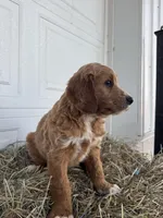 Ollie, a male Goldendoodle and Poodle - Standard  for sale in Shipshewana, IN – Photo 7 of 7