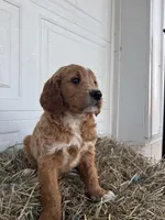 Ollie, a male Goldendoodle and Poodle - Standard  for sale in Shipshewana, IN – Photo 6 of 7