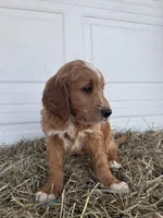 Ollie, a male Goldendoodle and Poodle - Standard  for sale in Shipshewana, IN – Photo 4 of 7