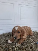 Ollie, a male Goldendoodle and Poodle - Standard  for sale in Shipshewana, IN – Photo 2 of 7