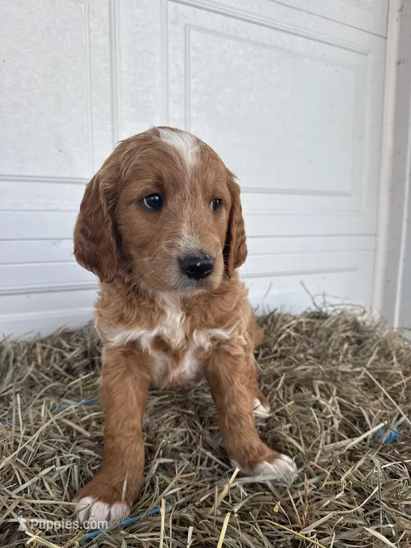 Ollie – Goldendoodle, Poodle - Standard  puppy for sale in Shipshewana, IN