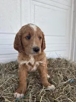 Ollie, a male Goldendoodle and Poodle - Standard  for sale in Shipshewana, IN – Photo 1 of 7
