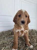 Ollie, a male Goldendoodle and Poodle - Standard  for sale in Shipshewana, IN – Photo 3 of 7