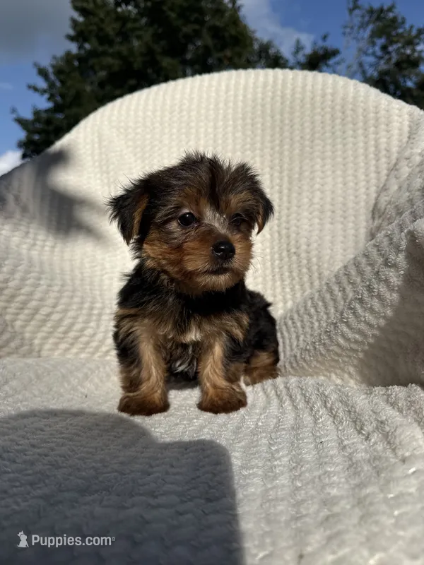 Sammy – Yorkshire Terrier puppy for sale in Shipshewana, IN