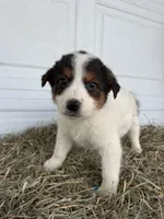 Susie, a female Border Collie for sale in Shipshewana, IN – Photo 4 of 6