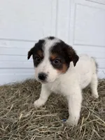 Susie, a female Border Collie for sale in Shipshewana, IN – Photo 3 of 6