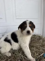 Susie, a female Border Collie for sale in Shipshewana, IN – Photo 6 of 6