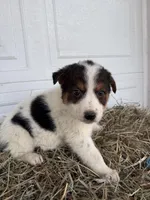 Susie, a female Border Collie for sale in Shipshewana, IN – Photo 5 of 6