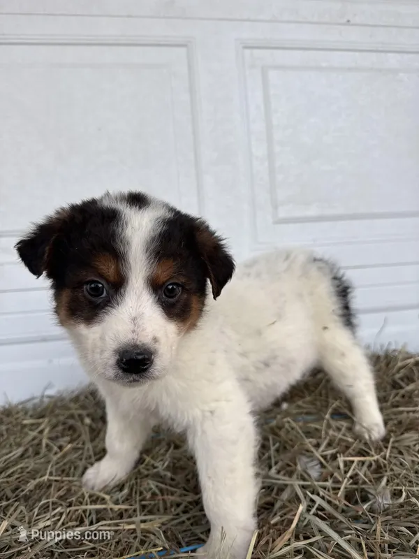 Susie – Border Collie puppy for sale in Shipshewana, IN
