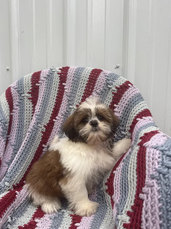 Poppy – Shih Tzu puppy for sale in Shipshewana, IN