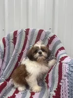 Poppy, a female Shih Tzu for sale in Shipshewana, IN – 5 of 6