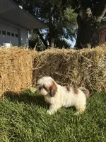 Maverick, a male Shih Tzu for sale in Shipshewana, IN – 3 of 6