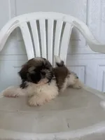 Gracie , a female Shih Tzu for sale in Shipshewana, IN – 6 of 6