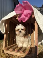 Jalen, a male Shih Tzu for sale in Shipshewana, IN – 4 of 5