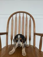 Loren, a male Australian Cattle Dog and Beagle for sale in Shipshewana, IN – 2 of 3