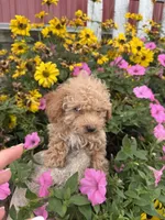 Johnny, a male Poodle - Toy  for sale in Shipshewana, IN – 4 of 7