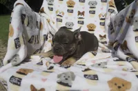 Zach, a male French Bulldog for sale in Shipshewana, IN – 4 of 6
