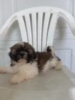 Gracie , a female Shih Tzu for sale in Shipshewana, IN – 4 of 6