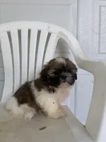 Gracie , a female Shih Tzu for sale in Shipshewana, IN – 3 of 6