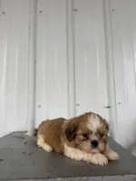 Saber, a male Shih Tzu for sale in Shipshewana, IN – 3 of 7