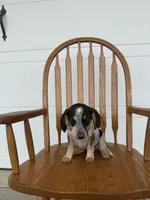 Josie, a female Australian Cattle Dog and Beagle for sale in Shipshewana, IN – 3 of 4