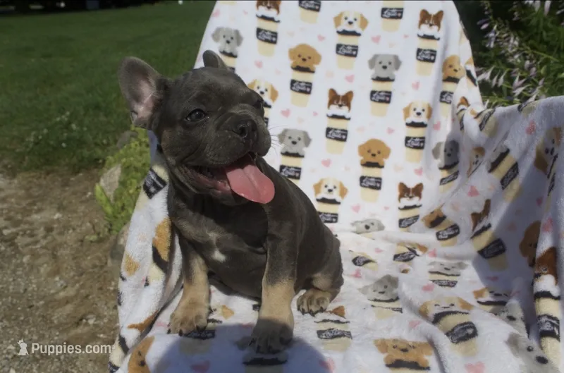 Aidan – French Bulldog puppy for sale in Shipshewana, IN