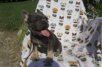 Aidan, a male French Bulldog for sale in Shipshewana, IN – 1 of 6